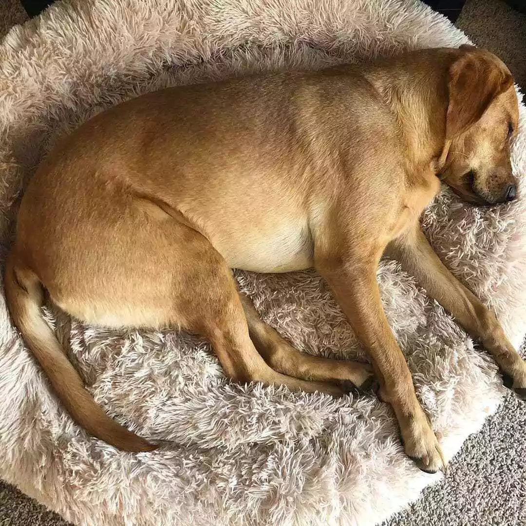 Calming Plush Bed